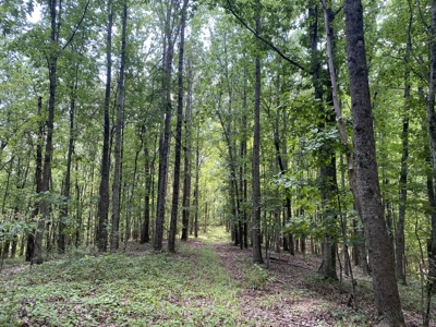 Hunting Land For Sale In Tn With Hardwood Timber - image 4