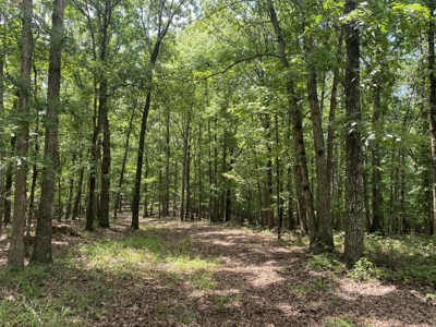 Hunting Land For Sale In Tn With Hardwood Timber - image 34
