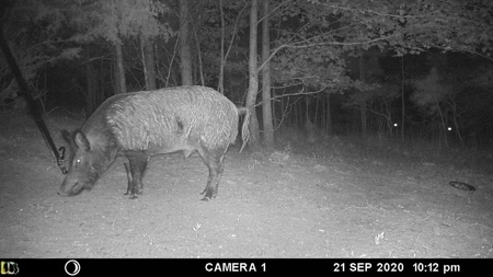 Hunting Land For Sale In Tn With Hardwood Timber - image 9