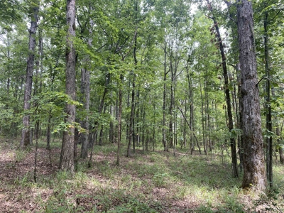 Hunting Land For Sale In Tn With Hardwood Timber - image 24