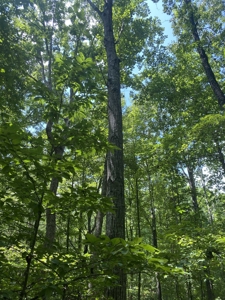 Hunting Land For Sale In Tn With Hardwood Timber - image 40