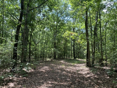 Hunting Land For Sale In Tn With Hardwood Timber - image 26