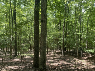 Hunting Land For Sale In Tn With Hardwood Timber - image 37