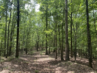 Hunting Land For Sale In Tn With Hardwood Timber - image 35