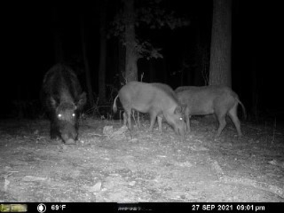 Hunting Land For Sale In Tn With Hardwood Timber - image 13