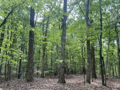 Hunting Land For Sale In Tn With Hardwood Timber - image 36
