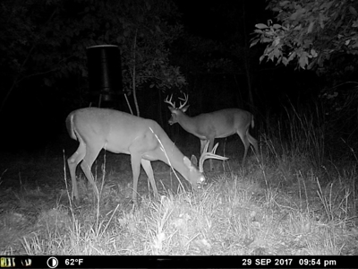 Hunting Land For Sale In Tn With Hardwood Timber - image 1