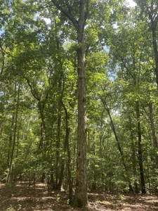 Hunting Land For Sale In Tn With Hardwood Timber - image 45