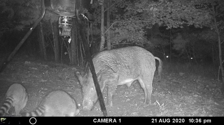 Hunting Land For Sale In Tn With Hardwood Timber - image 3