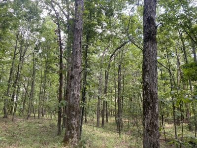Hunting Land For Sale In Tn With Hardwood Timber - image 25
