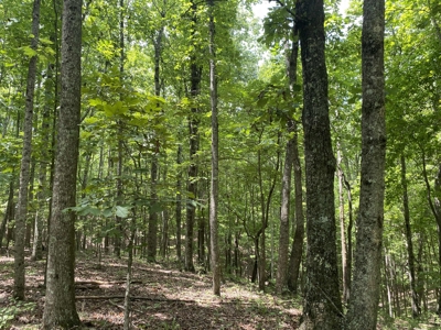 Hunting Land For Sale In Tn With Hardwood Timber - image 29