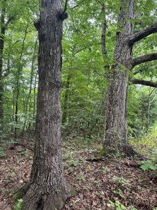 Investor's Dream: Spacious Lot Just Outside Chase City, VA - image 10