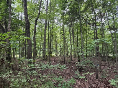 Investor's Dream: Spacious Lot Just Outside Chase City, VA - image 11