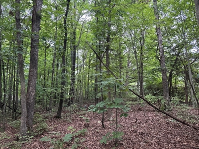 Investor's Dream: Spacious Lot Just Outside Chase City, VA - image 6