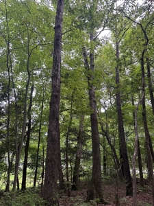 Investor's Dream: Spacious Lot Just Outside Chase City, VA - image 8
