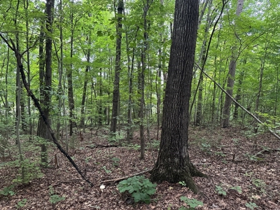 Investor's Dream: Spacious Lot Just Outside Chase City, VA - image 9