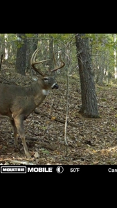 Hunting Land For Sale In Wythe County VA - image 22