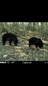 Hunting Land For Sale In Wythe County VA - image 23
