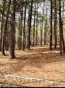 Hunting Land For Sale In Wythe County VA - image 27