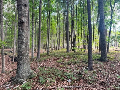 Hunting Land For Sale In Wythe County VA - image 19