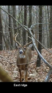 Hunting Land For Sale In Wythe County VA - image 24