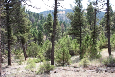~14 Acre Gold Mining Claim & Hunting Retreat Near Basin, MT - image 13