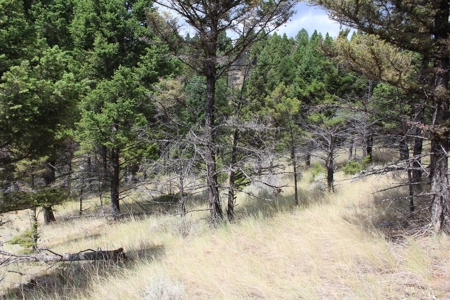 ~14 Acre Gold Mining Claim & Hunting Retreat Near Basin, MT - image 24