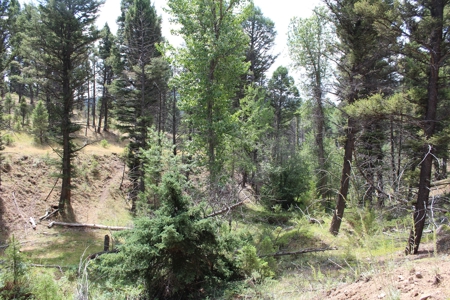 ~14 Acre Gold Mining Claim & Hunting Retreat Near Basin, MT - image 34