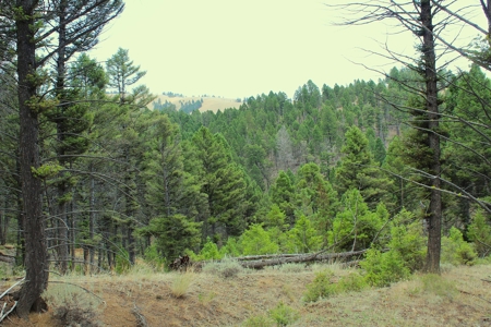 ~14 Acre Gold Mining Claim & Hunting Retreat Near Basin, MT - image 7