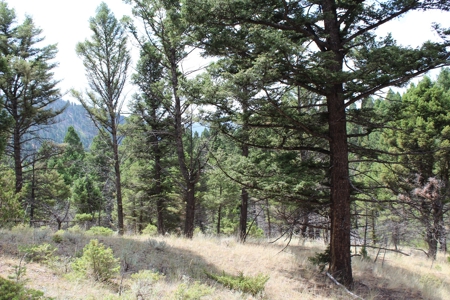 ~14 Acre Gold Mining Claim & Hunting Retreat Near Basin, MT - image 26