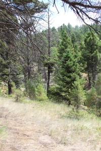 ~14 Acre Gold Mining Claim & Hunting Retreat Near Basin, MT - image 39