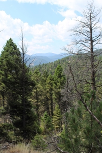 ~14 Acre Gold Mining Claim & Hunting Retreat Near Basin, MT - image 6