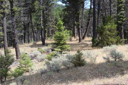 ~14 Acre Gold Mining Claim & Hunting Retreat Near Basin, MT - image 11