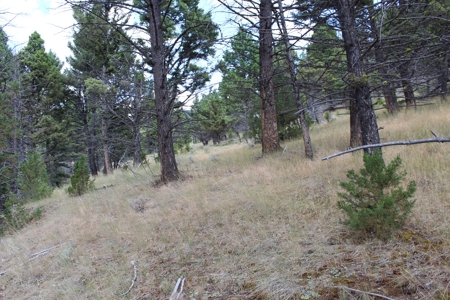~14 Acre Gold Mining Claim & Hunting Retreat Near Basin, MT - image 18