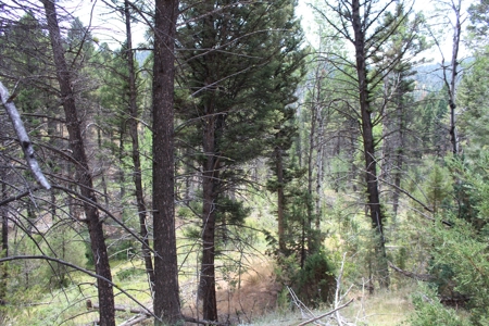 ~14 Acre Gold Mining Claim & Hunting Retreat Near Basin, MT - image 2