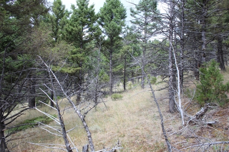 ~14 Acre Gold Mining Claim & Hunting Retreat Near Basin, MT - image 21