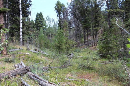 ~14 Acre Gold Mining Claim & Hunting Retreat Near Basin, MT - image 16