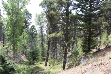 ~14 Acre Gold Mining Claim & Hunting Retreat Near Basin, MT - image 35