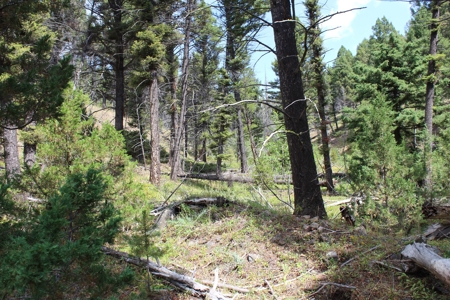 ~14 Acre Gold Mining Claim & Hunting Retreat Near Basin, MT - image 32