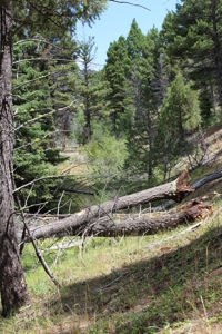 ~14 Acre Gold Mining Claim & Hunting Retreat Near Basin, MT - image 29