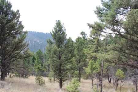~14 Acre Gold Mining Claim & Hunting Retreat Near Basin, MT - image 22