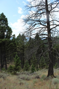 ~14 Acre Gold Mining Claim & Hunting Retreat Near Basin, MT - image 5