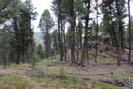 ~14 Acre Gold Mining Claim & Hunting Retreat Near Basin, MT - image 15
