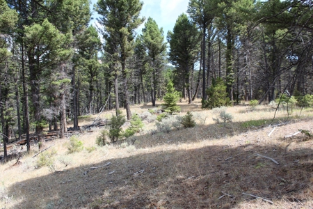 ~14 Acre Gold Mining Claim & Hunting Retreat Near Basin, MT - image 10