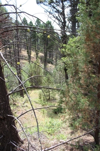 ~14 Acre Gold Mining Claim & Hunting Retreat Near Basin, MT - image 38
