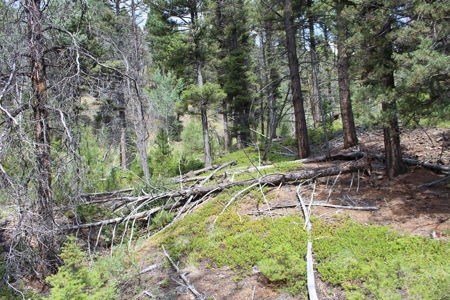 ~14 Acre Gold Mining Claim & Hunting Retreat Near Basin, MT - image 17
