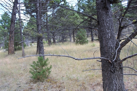 ~14 Acre Gold Mining Claim & Hunting Retreat Near Basin, MT - image 19