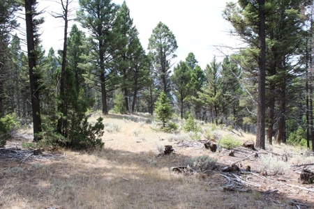 ~14 Acre Gold Mining Claim & Hunting Retreat Near Basin, MT - image 12