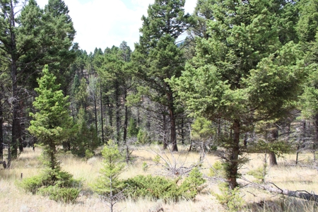 ~14 Acre Gold Mining Claim & Hunting Retreat Near Basin, MT - image 23