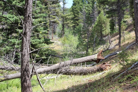 ~14 Acre Gold Mining Claim & Hunting Retreat Near Basin, MT - image 28